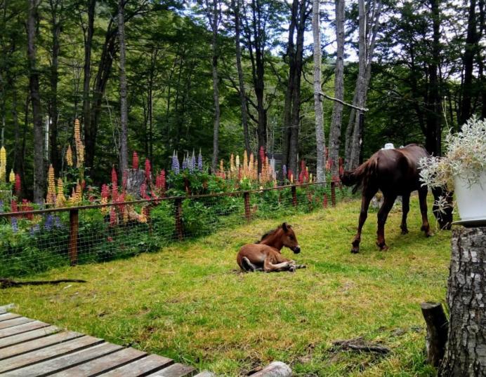 Bosque Holistico Del Fin Del Mundo Hotel Ushuaia Kültér fotó