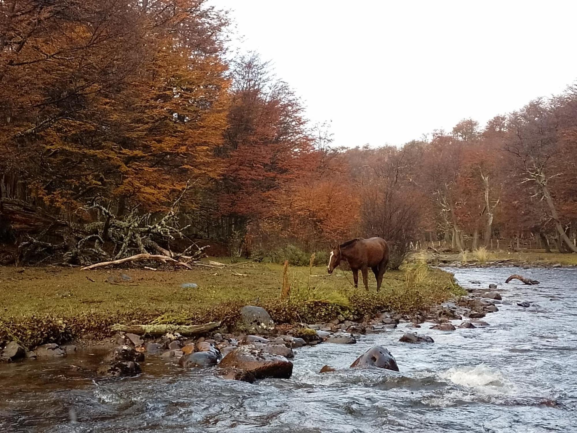 Bosque Holistico Del Fin Del Mundo Hotel Ushuaia Szoba fotó